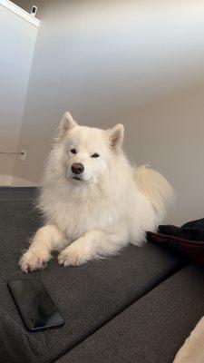 Pet Dental - Scottsdale