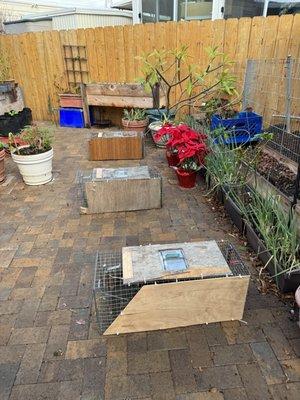 Setting up for a week of trapping a gaze (group of) of humanized raccoons from the neighborhood.