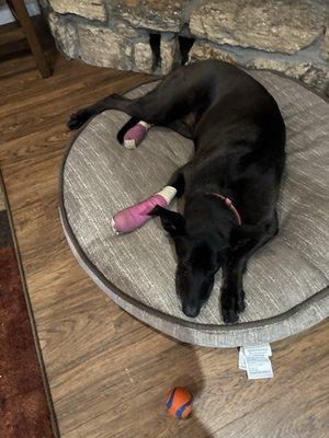 Chester Veterinary Clinic