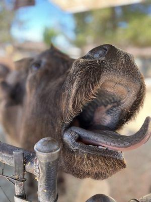 Carl's Damaged Pet Warehouse
