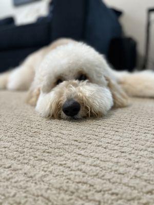 I Luv My Pack Mobile Grooming