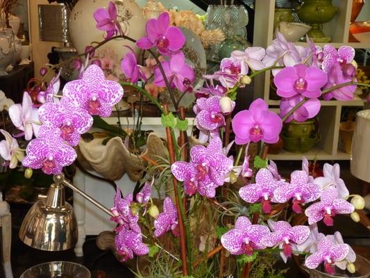 Lissy's Orchid Garden