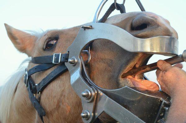 Advanced Equine Dentistry