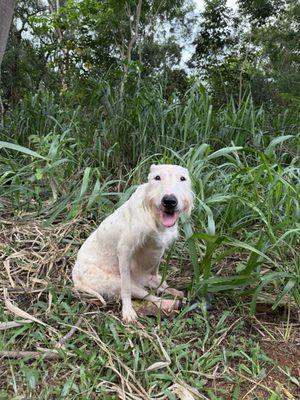 Garden Island Veterinary Medicine