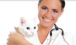 Academy Animal Hospital