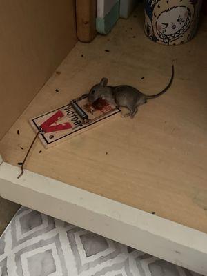 Outstanding Pest Solutions