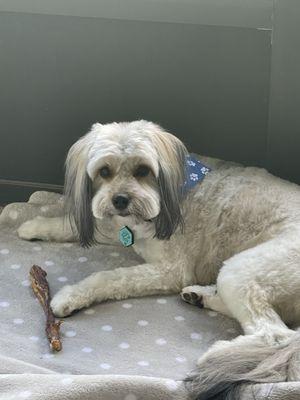 Wizzard of Paws Pet Salon