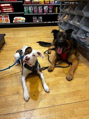 4 On the Floor Dog Training