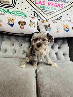 Miniature Schnauzer puppy female