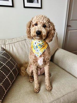 Angelas Pawsitively Perfect Grooming