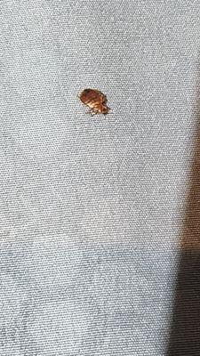 Bed bug