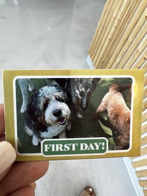 Doggie Howser Pet Social Club