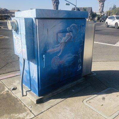 Jellyfish in the sea.