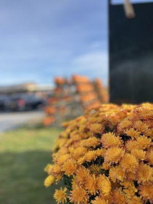 Schmitt's Farm Stand on Sound