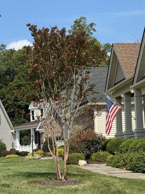 Ugly crepe Myrtle.    Taken Sep 12, 2024.