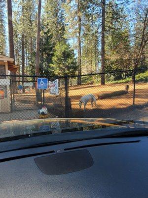 Fenced dig park..no leash