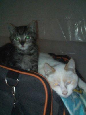 Calfornia City Pet Clinic