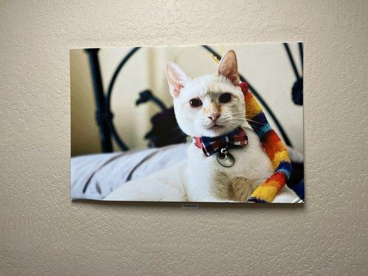 Foothills Animal Hospital