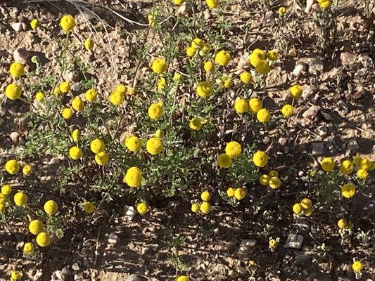 Invasive stink plant ( other names too), but dainty.