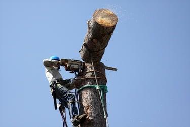 Phoenixville Tree Service