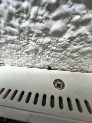 dead fly (he might be responsible for all that poop!)