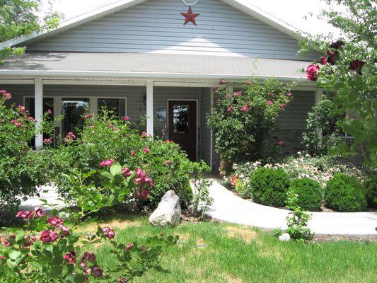 Beautiful yard, filled with roses.