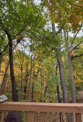 Artistic Touch Tree Service