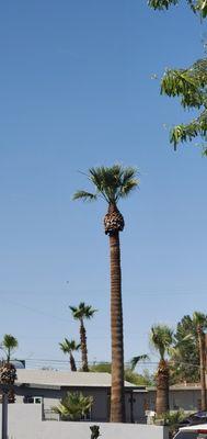 Royal Landscaping Services