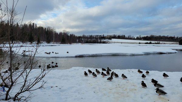 Gross ducks trying to look majestic