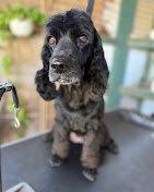 Doggie Stylz Grooming