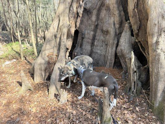 Thousand Trails Peace River