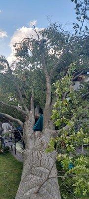 Five Boroughs And Long Island Tree Services