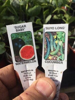 High Country Nursery