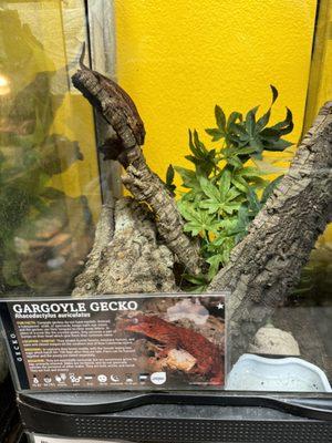 One of their many choices of reptiles (gargoyle gecko)