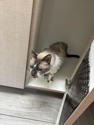 Rialto Animal Hospital