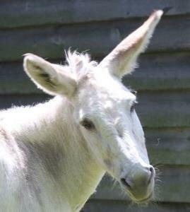 This is Delta Dawn. Our long time farm friend. Dawn is a female donkey born in 1993. This year we celebrated our 24 years together!