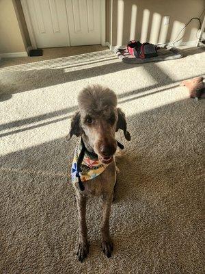 Woof Gang Bakery & Grooming