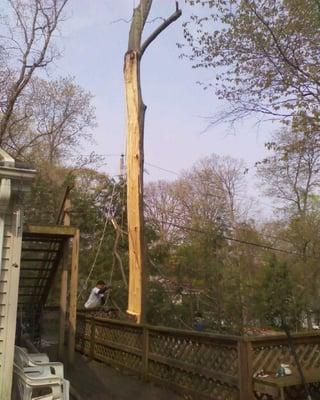 Bob's Tree Service