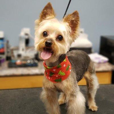 All 4 Pets University