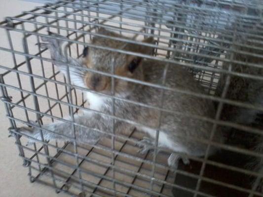 Discovery Wildlife Control