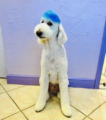 Regal Pet Grooming & Boarding