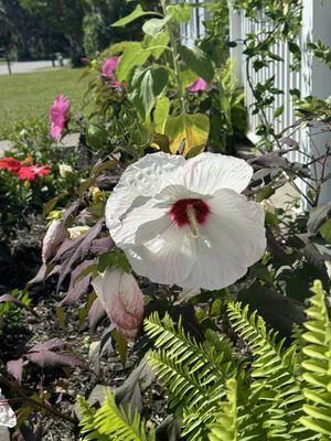 Hibiscus