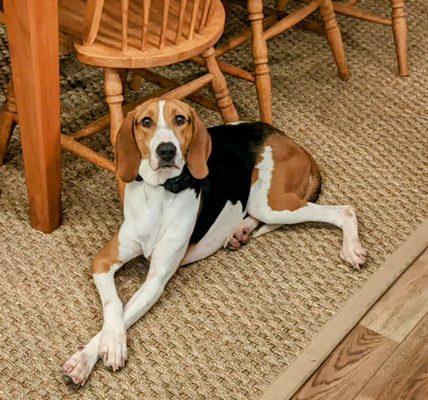 Ridgeside K9 Tidewater