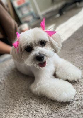 Pupazzo Dog Grooming Xprss & Pet Supplies