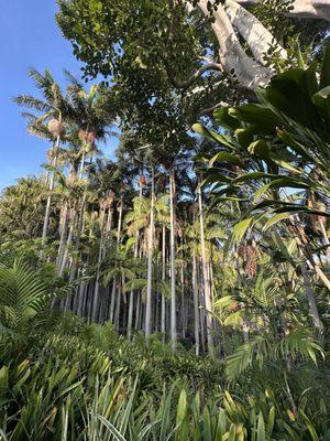 The Virginia Robinson Gardens