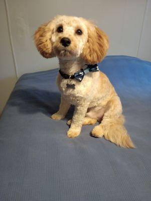 This is my Tucker. He's a cavachon.