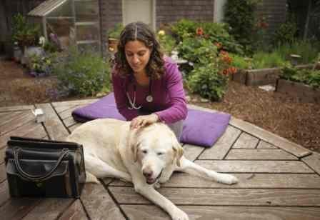 Lotus Veterinary House Calls