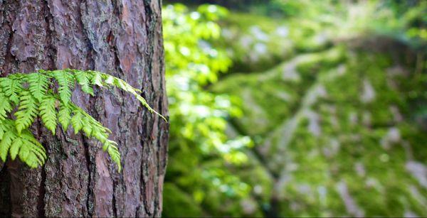 Top Hat Professional Tree Service