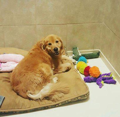 Cage free rooms offer privacy and security. Full glass doors provide a view!