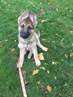 All My Dawgs Pet Walking